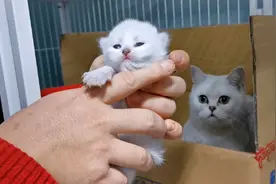 刚出生七天的小猫咪，奶声奶气的叫着真可爱，猫妈妈寸步不离守护