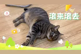 狸花猫一嗑猫薄荷就在地上打滚，被发现还会害羞