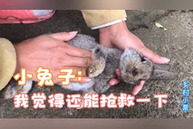 奄奄一息的小兔子，只剩下微弱的呼吸，给它做个心脏复苏能救活吗视频封面