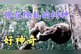 海南尖峰岭国家森林公园“鸣凤谷”，看的眼花缭乱的树种，好神奇视频封面