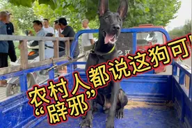 农村人都说养这狗可以“辟邪”，今天亮哥百闻不如一见视频封面