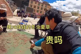 西藏的虫草交易市场，一棵卖70块钱，比理塘贵，是因为游客的吗