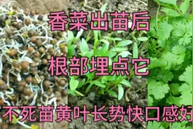 香菜出苗后怎样浇水施肥好？学会这招，苗活的稳长势快口感好