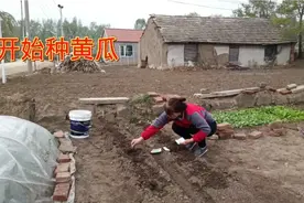 种黄瓜种子芽弱土盖多厚合适底肥上它黄瓜结的吃不完不犯病视频封面