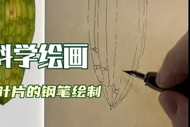 【科学绘画】兜兰叶片视频封面