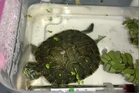 巴西龟病了，拒食，漂浮。（有时侧浮，有时头重尾轻）