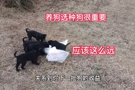 土狗自繁自养种狗这样选，一批土狗可以多挣好多钱视频封面