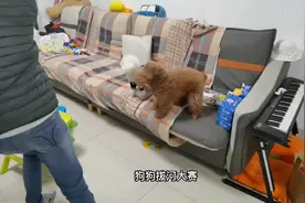 狗飞狗跳的生活视频封面