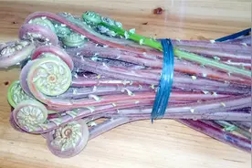 广东特色，五花肉豆豉炒蕨菜家常做法，鲜香入味，好吃又下饭视频封面