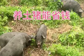 只要每天这样做，一个人就可以养上百头土猪视频封面