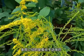 菟丝子作用与功效视频封面
