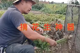 农民自制摘花生神器，一个人一天轻松一亩多地，30块钱做一个