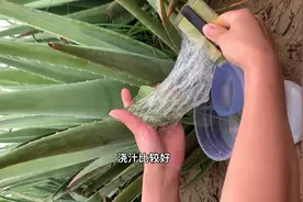 老公吃土偷偷都要做的芦荟鲜汁，学会再也不用买面膜能省不少钱呢视频封面