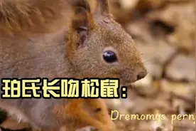 珀氏长吻松鼠的巢建筑在杉树枝叶密集处。视频封面
