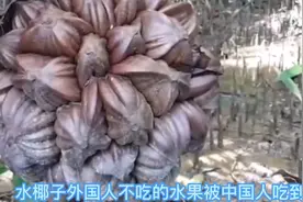 吃过【水椰子】吗？外国人不吃的水果被中国人吃到灭绝。视频封面