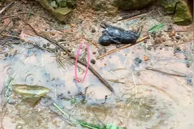 昨晚下暴雨悬崖上掉下来的小兔子被淹死了