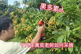 黄皮种植丰产累人，不挂果更伤人，这样管理轻松过百斤一棵视频封面