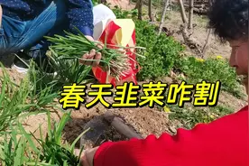 韭菜怎样割长的粗还快，春天这第一茬是最关键，你做对了吗？视频封面