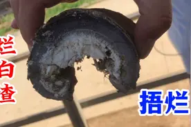 乌头种驴甩着脚走路，蹄底开花烂渣四溅，修后得劲好繁殖下一代