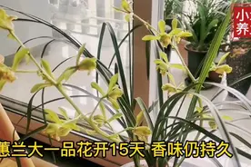 蕙兰不愧是国兰之首，香味浓郁悠远，大一品价格亲民挺好养视频封面