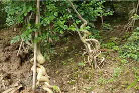 培养几年的对节白蜡高提根，棵棵都是难得的精品