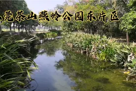 东莞茶山燕岭公园东片区，这里溪流中水草茂密，景色不错来看看吧视频封面