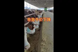 导致牛价下降的原因视频封面