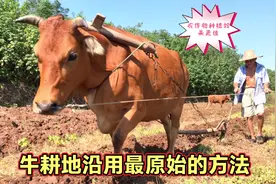 农村用最原始方法牛耕地，虽然比机器工作慢，可种植效率能翻倍视频封面