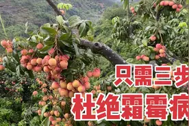 管理果树如何防治霜霉病？做好这三点 荔枝水果产量高杜绝霜霉病视频封面