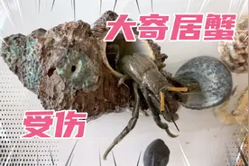 大寄居蟹被弄掉了一条腿，步履蹒跚，鱼缸里潜在的凶手只有一个。视频封面