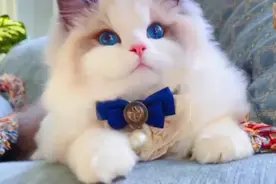 布偶猫美丽的蓝眼睛视频封面