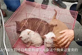 今天圩日，阿友带你去看看广西狗市，了解一下肉狗价格。