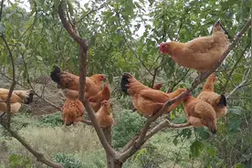 土鸡中的战斗鸡，鸡属于鸟类，平时喜欢在树上休息。