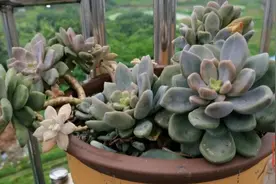 推荐十款经典的多肉品种，夏季好养不休眠，度夏没压力视频封面