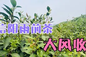 信阳毛尖雨前茶大丰收了，茶叶生长速度过快，错过了最佳采摘期。视频封面