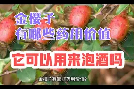 金樱子有哪些药用价值，它可以用来泡酒吗视频封面