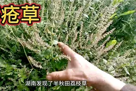 这就是痔疮草，湖南发现了半丘田这样的草视频封面