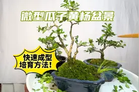 小微瓜子黄杨盆景培育方法，成型快方法简单！新手赶紧看看视频封面