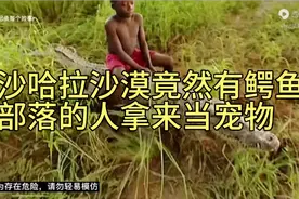 沙哈拉沙漠居然有鳄鱼，部落的人却拿来当宠物视频封面