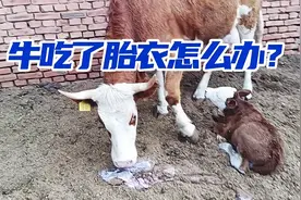 牛吃了胎衣怎么办？产后牛胎衣应该怎样处理？视频封面