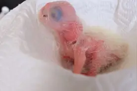 【油管爆火】价值10万刀的超美黄蓝金刚鹦鹉视频封面