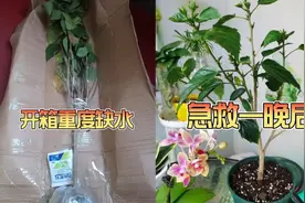 遇到快递盆栽严重缺水，像我这样急救，只要一个晚上就恢复视频封面
