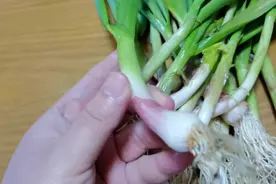 绿色健康食品，大健康食材，大蒜叶的作用和功效大，家常菜，美食视频封面
