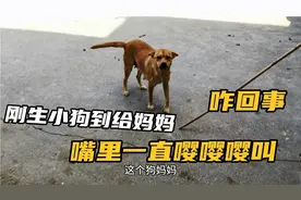 狗妈妈嘤嘤嘤叫个不停，带着主人就往窝里走，最终意外还是发生了视频封面