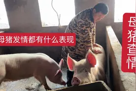 母猪的发情表现有哪些？看小耿操作如何查情？等待最佳时间配种视频封面
