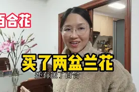 明天就是除夕了，阿美花336买2盆兰花放客厅，欢欢喜喜迎新年视频封面
