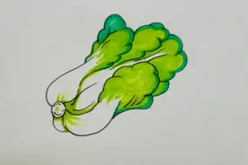 白菜寓意百财，翠绿欲滴，白菜儿童简笔画！等你来挑战