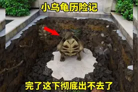 小乌龟历险记，完了这下彻底出不去了！视频封面