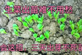 生菜出苗难不用愁，试试这个方法，生菜三天出芽不生虫不死苗视频封面