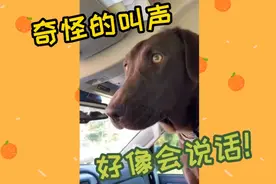 盘点狗狗那些奇怪的叫声，听完忘了狗是怎么叫了，真奇怪视频封面